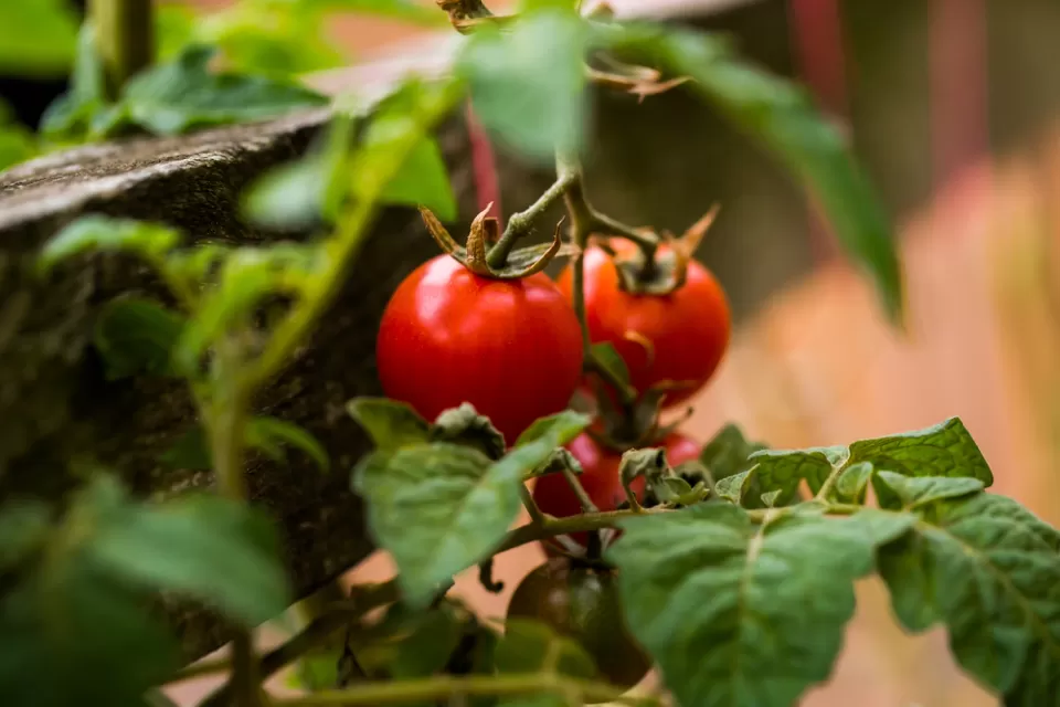 Tomatoes